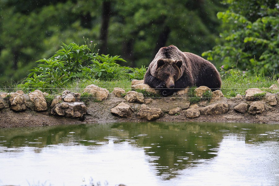 Brown bear sitting near a lake in the rain
