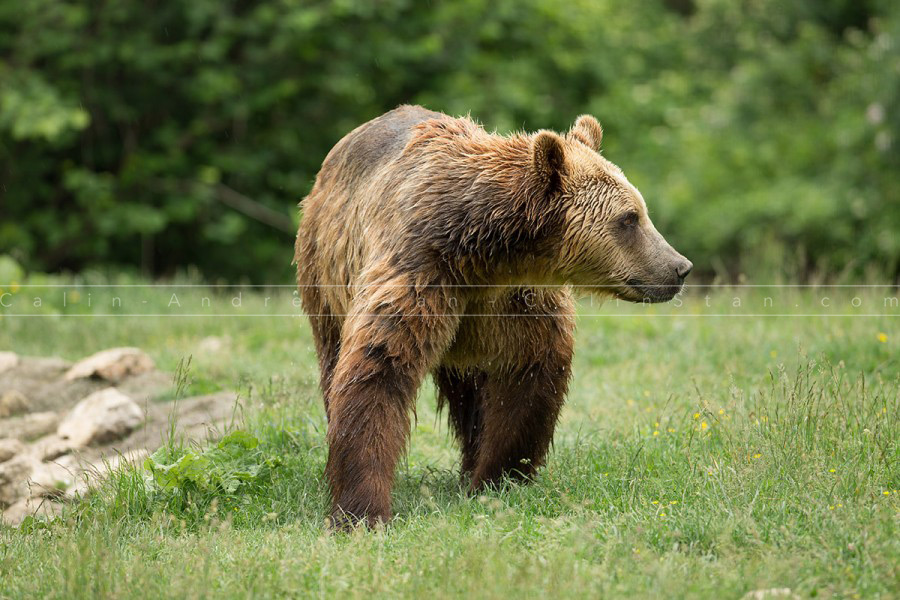 Brown bear walking