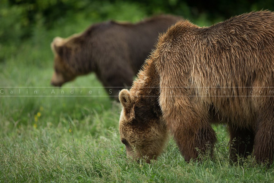 Brown bears eating, couple of bears