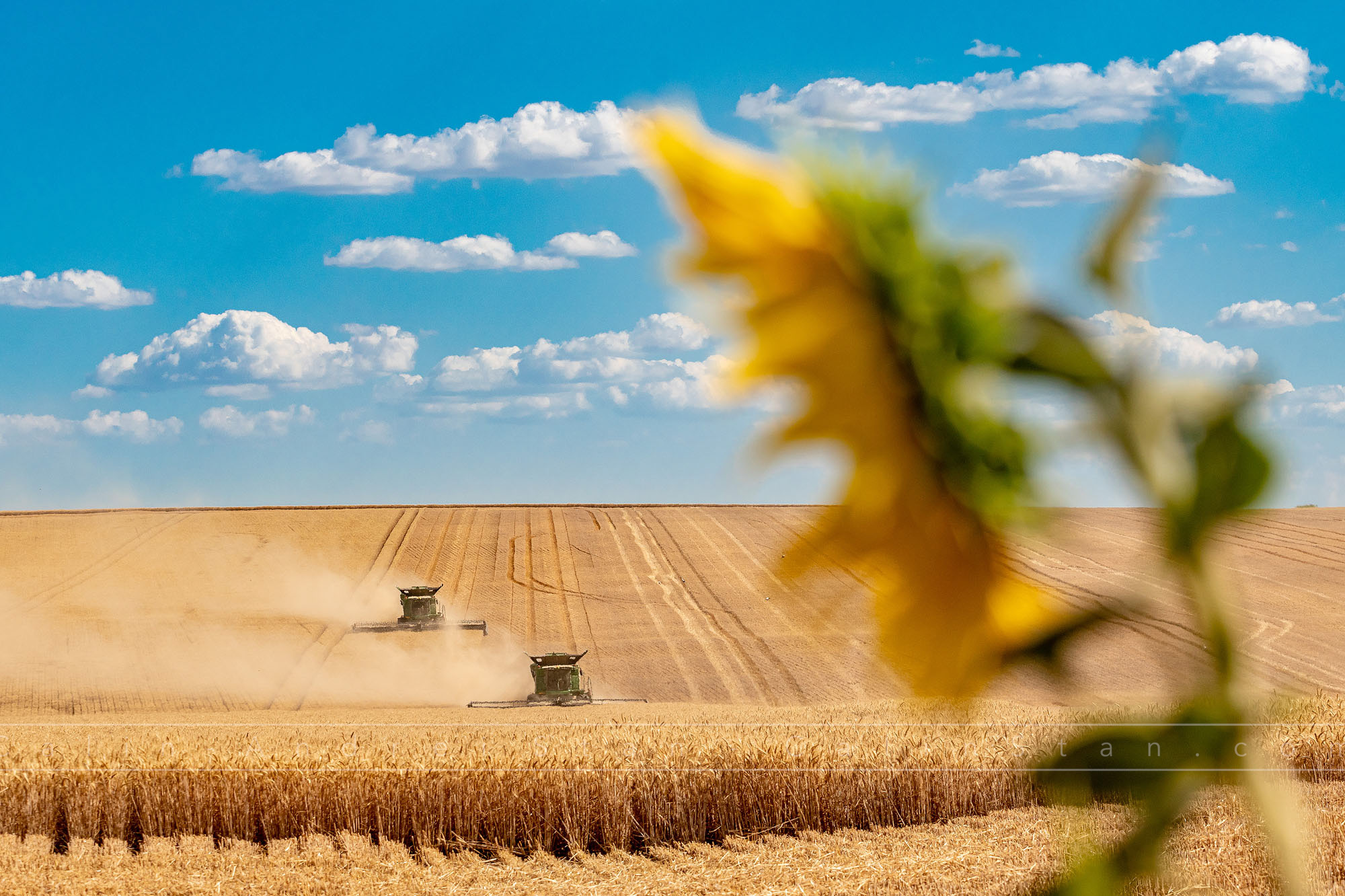 Fotografii agricultura si domeniul agricol