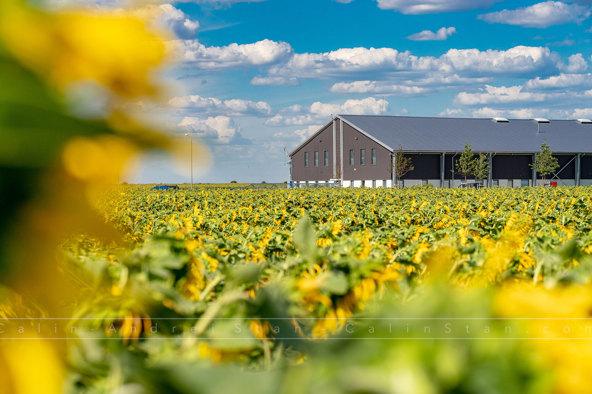 Fotografii agricultura si domeniul agricol