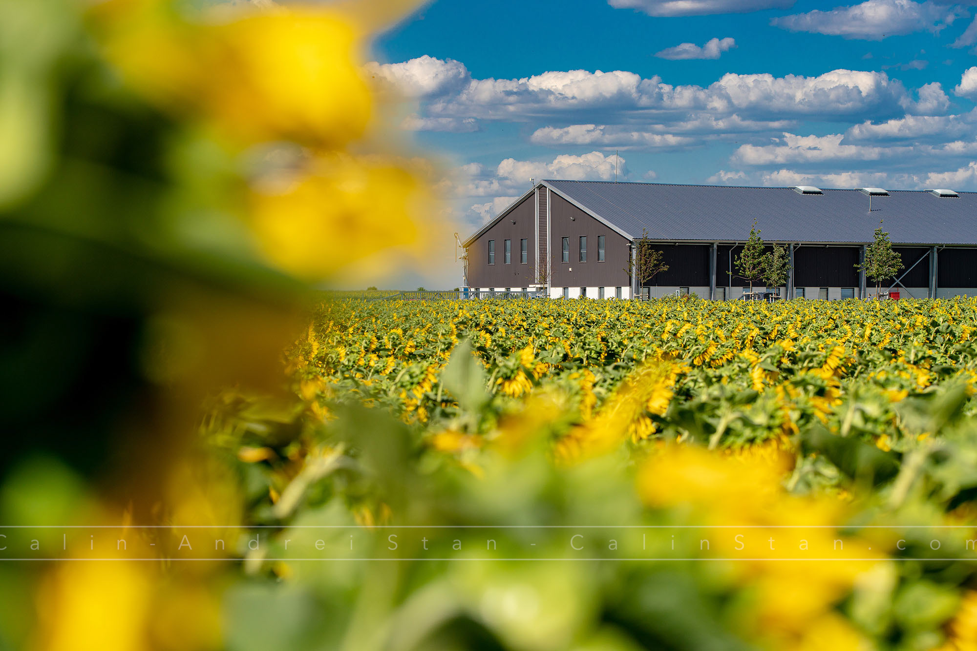 Fotografii agricultura si domeniul agricol